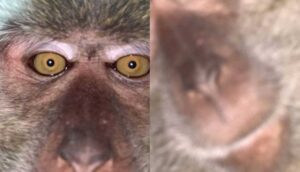 Kaybolan telefonunu bulan adama güldüren sürpriz: Maymun selfie’leriyle dolu galeri
