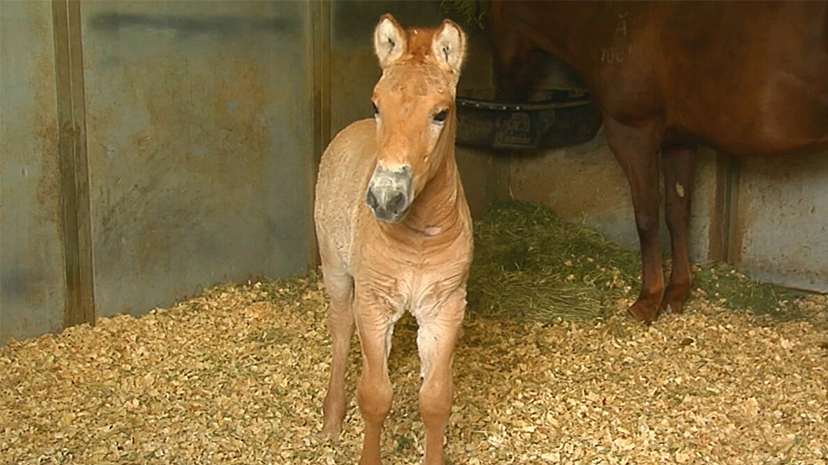 Klonlanan ilk Przewalski atı doğdu