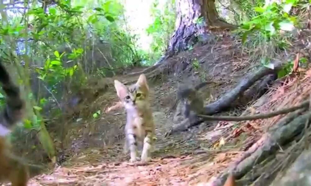 Korkunç iddia- “Kedilere benzin döküp ormanları yakıyorlar”