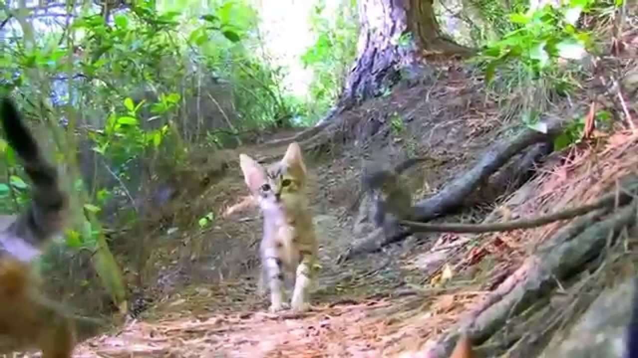 Korkunç iddia- “Kedilere benzin döküp ormanları yakıyorlar”