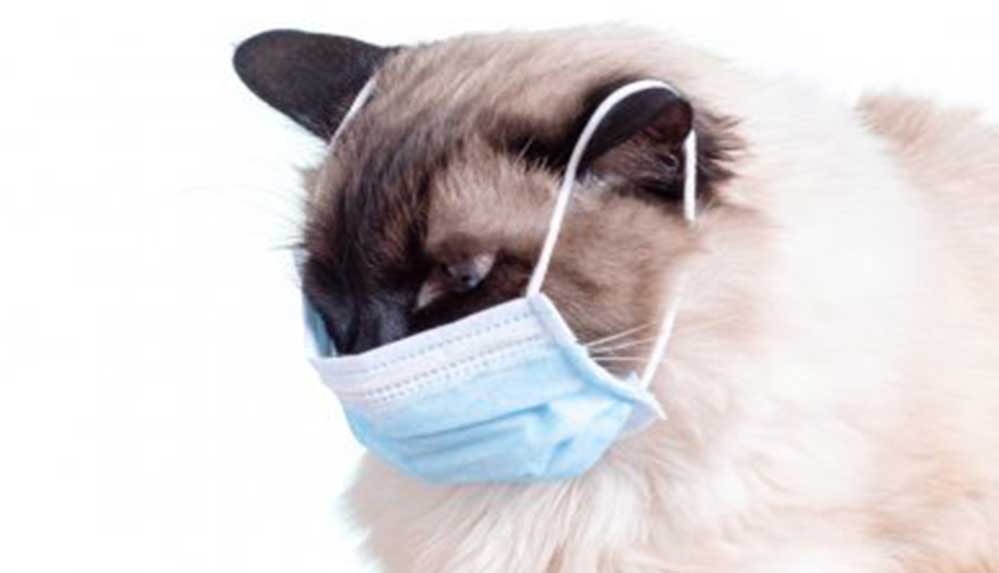 Koronavirüsün kedilerle ilişkisi üzerine yeni bilimsel araştırma