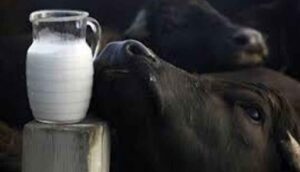 Manda sütü faydaları nelerdir? Manda sütü neye iyi gelir?