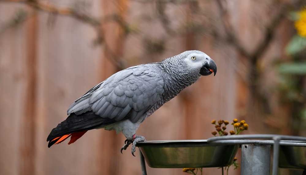 Parka-gelen-ziyaretçilere-küfür-eden-papağanlar-görüşe-kapatıldı