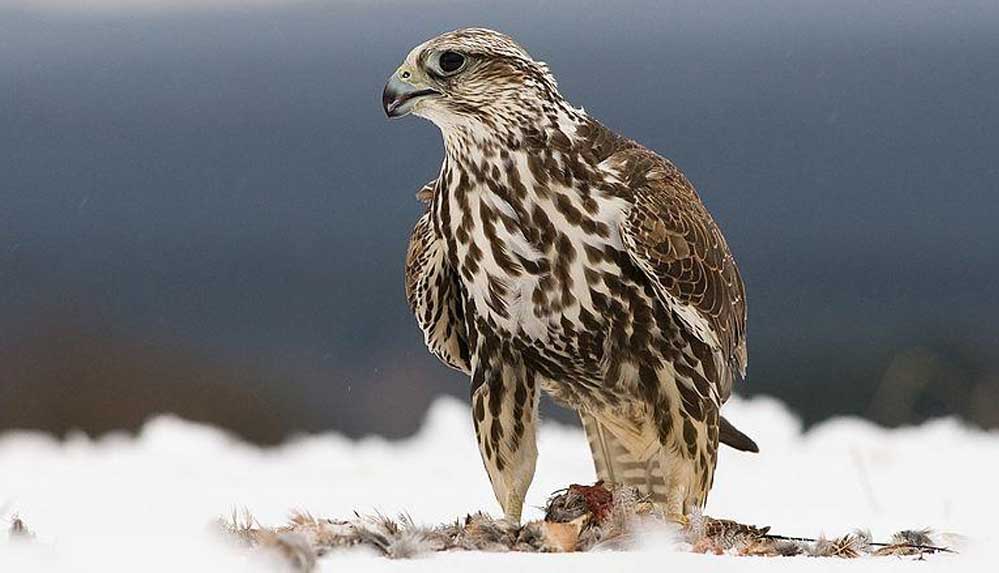 "Suriyeli ve yerli kaçakçılar, uludoğanları Türkiye'den kaçırılıp Arap şeyhlerine satıyor"