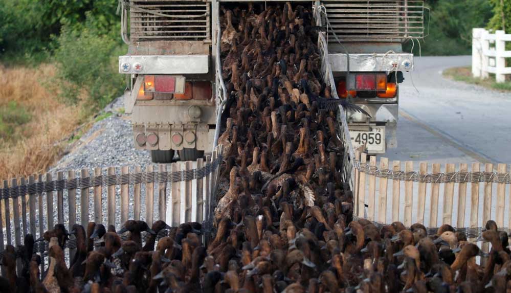 Tayland'ın tarlalarını temizlemek için 10 bin ördek göreve çağrıldı