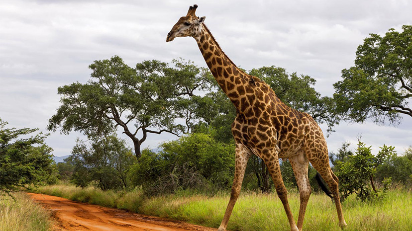 Yıldırım çarpan iki zürafa, boy uzunluğunun riski artırdığını gösterdi