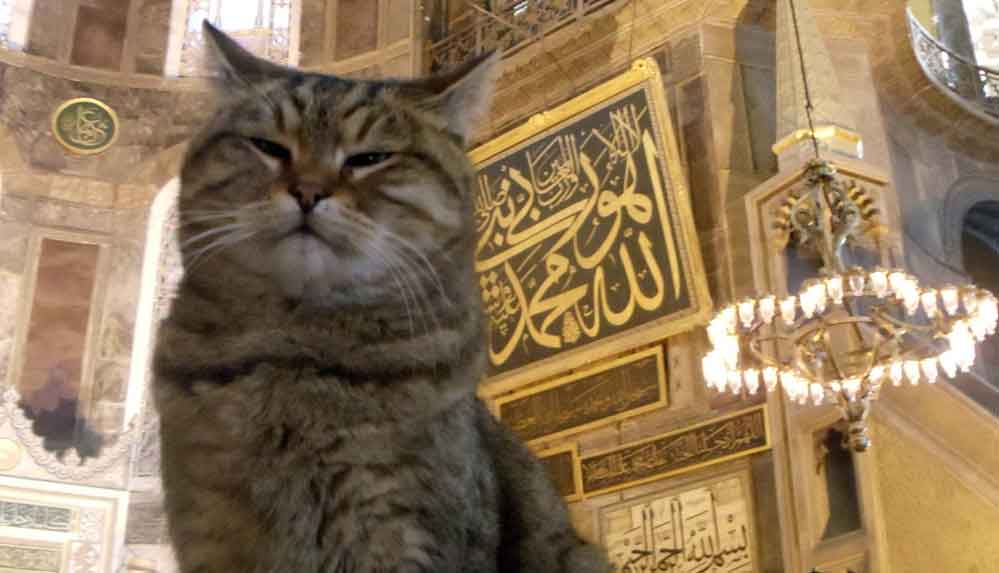 Ayasofya'nın-kedisi-Gli'den-üzücü-haber--Veterinerde-tedavi-altına-alındı