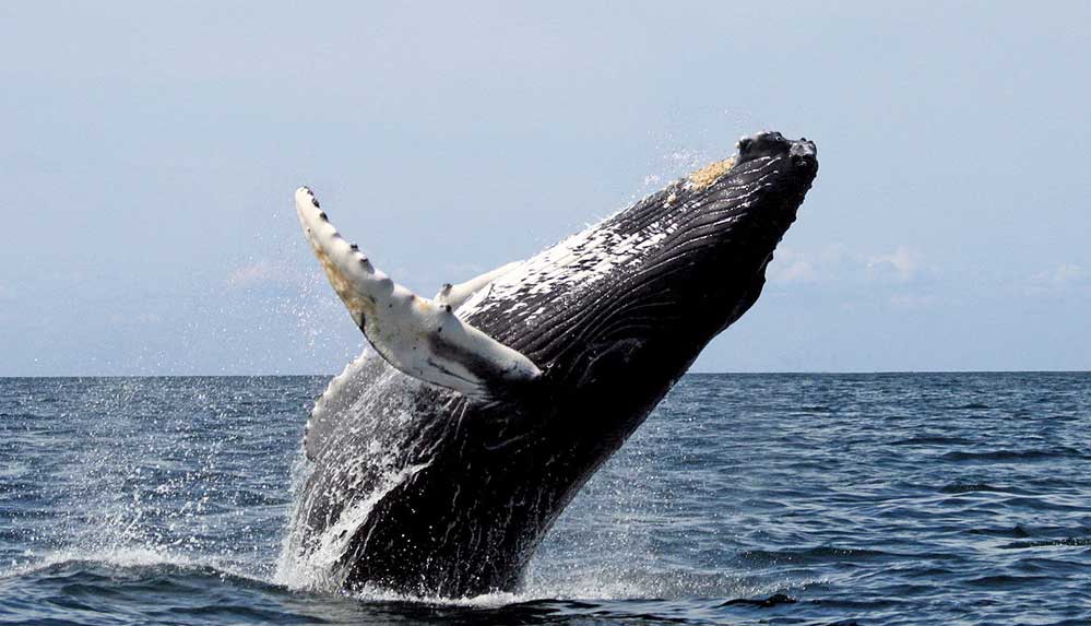 Balinaların neslinin tükenme tehlikesi 'gerçek ve yakın'