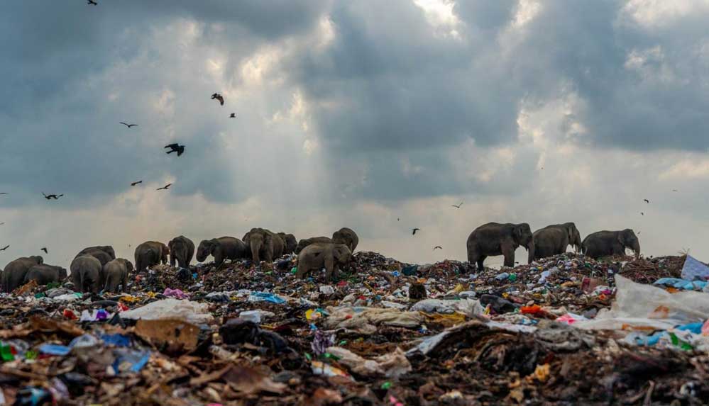 Çöp yığınlarında yiyecek arayan fil sürüsünün çarpıcı fotoğrafına ödül
