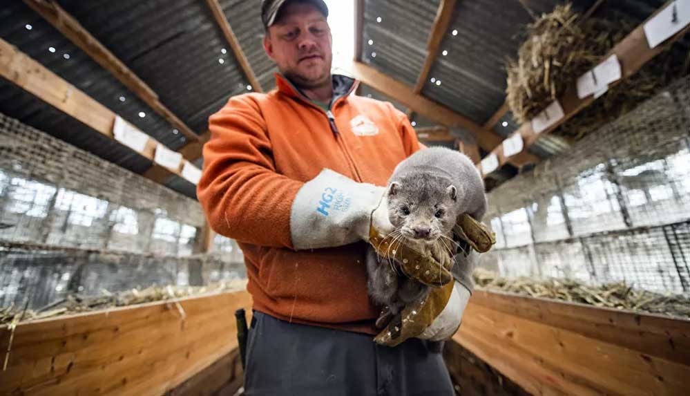 Danimarka’da Kovid-19 riski yüzünden bir milyona yakın vizon öldürülecek