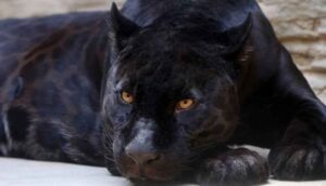 Fotoğraf çektirmek için 150 dolar ödediği 'tutsak' siyah leoparın saldırısında ağır yaralandı