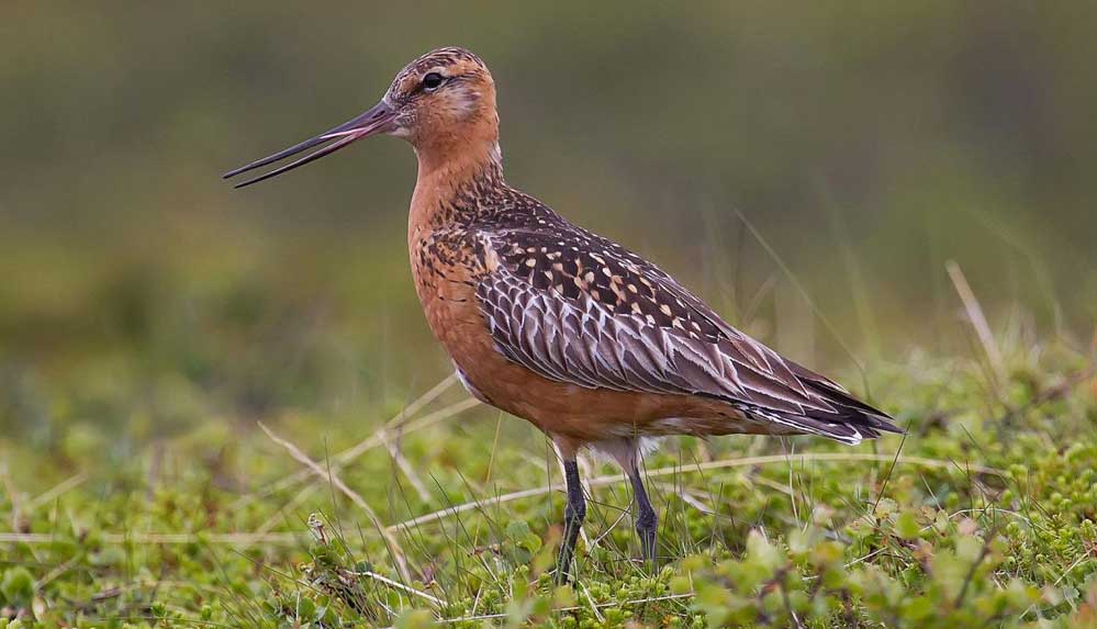 İç-organlarını-küçültebilen-kuş-12-bin-kilometre-aralıksız-uçarak-rekor-kırdı
