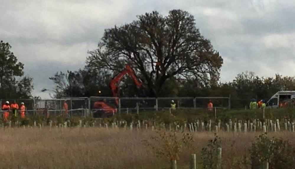 İngiltere’de-250-yıllık-armut-ağacının-demiryolu-yapımı-için-kesildi