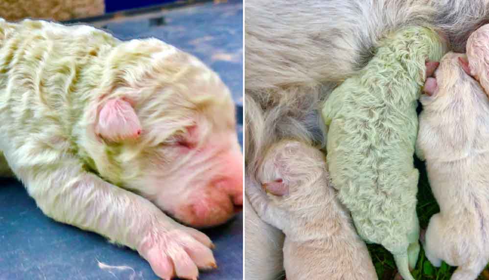 İtalya'da bir köpek yeşil yavru doğurdu