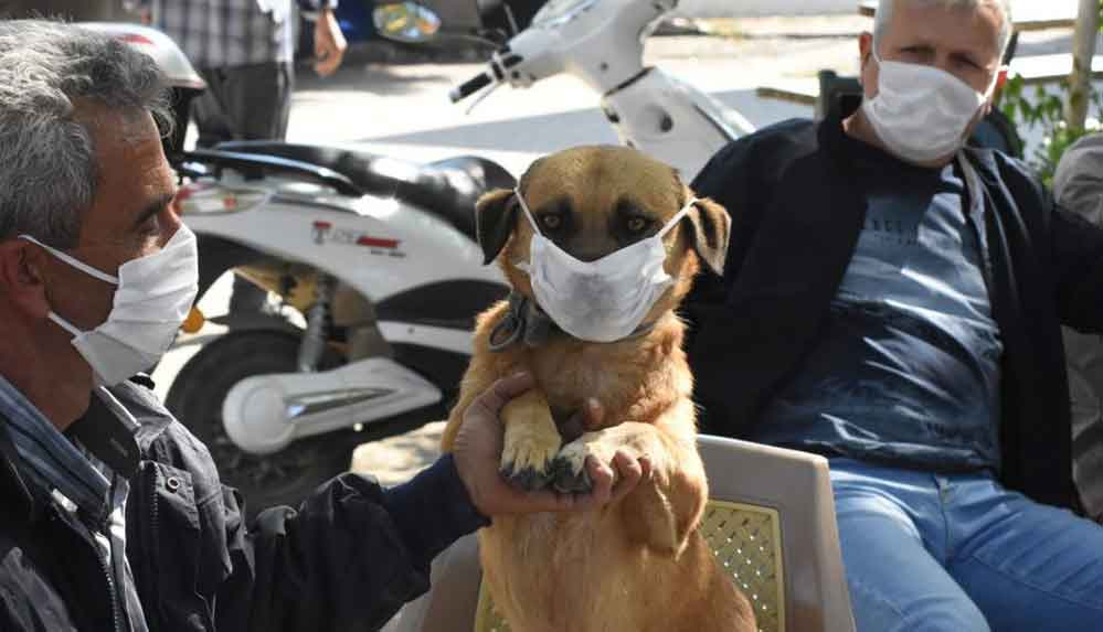 Rus-bilim-insanı--Kovid-19-zoonotik-enfeksiyona-dönüşebilir