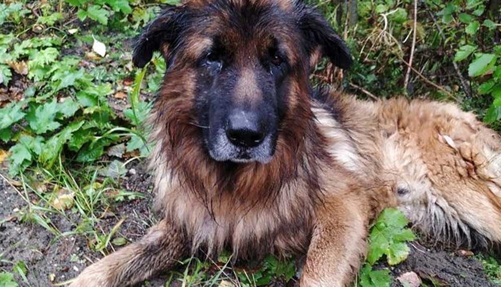 Sahiplerinin-canlı-canlı-gömdüğü-köpek-toprağı-kazarak-kurtuldu