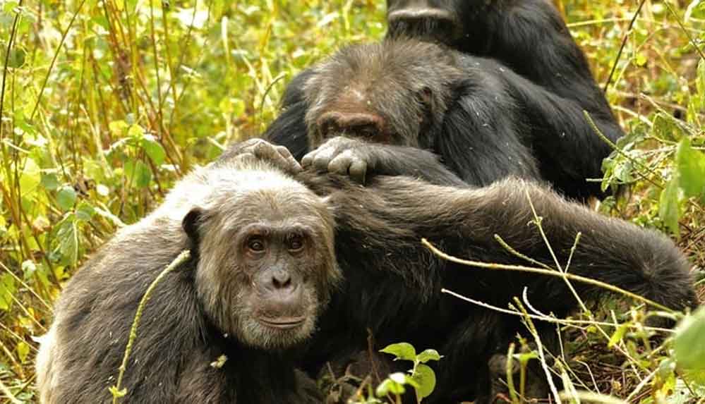 Şempanzeler de insanlar gibi yaşlandıkça huzur arıyor, karşılığını alabildiği arkadaşlıklar kuruyor