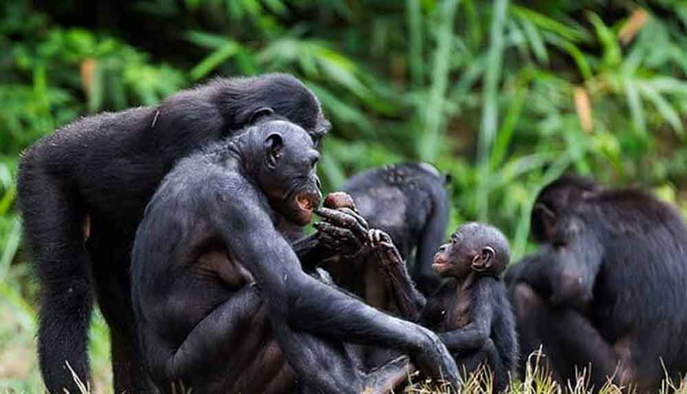 Şempanzeler de insanlar gibi yaşlandıkça huzur arıyor, karşılığını alabildiği arkadaşlıklar kuruyor
