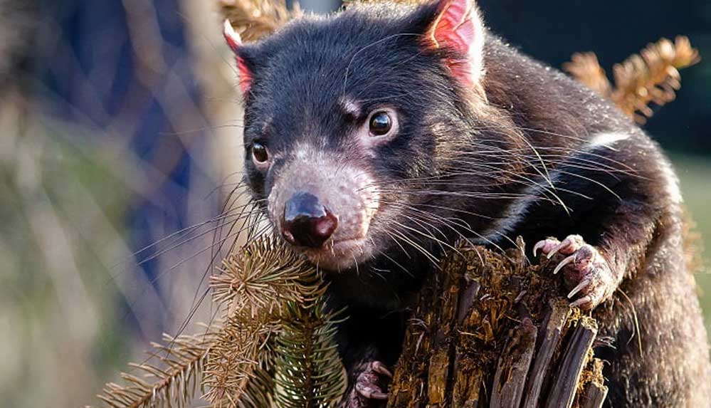 Soyu-tükenmek-üzereydi--Tazmanya-canavarı-3-bin-yıl-sonra-ana-karaya-döndü