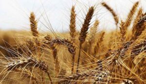 Suriye’ye un ve bakliyat gönderilecek, Türkiye ise buğdayı ithal edecek