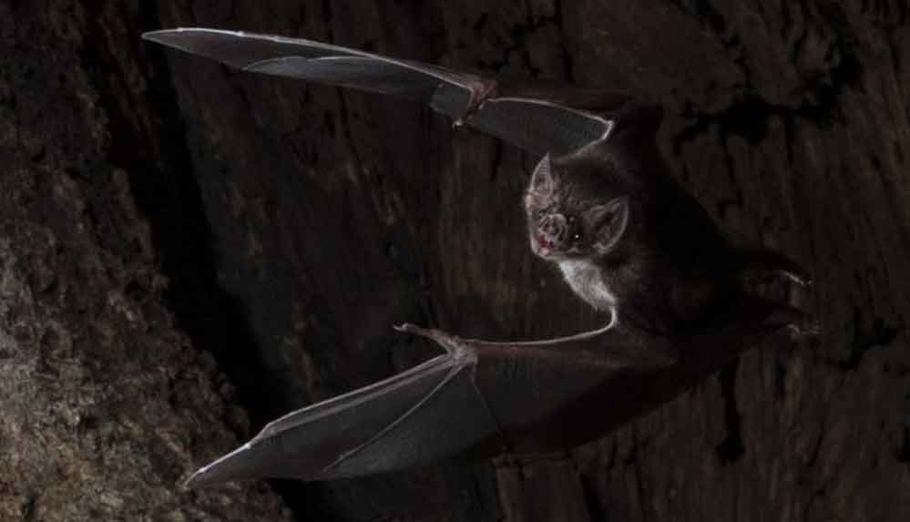 Vampir yarasalar hasta olduklarında 'sosyal mesafeyi koruyor'