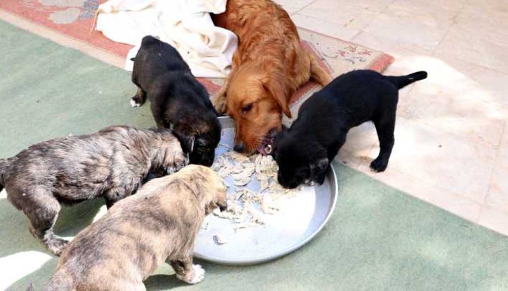 Zehirlenen anne köpek, yavrularıyla birlikte tedavi edildi