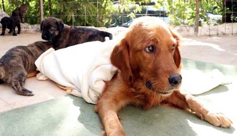 Zehirlenen anne köpek, yavrularıyla birlikte tedavi edildi
