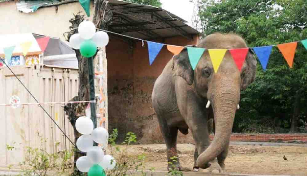 ‘Dünyanın en yalnız fili’ne veda partisi yapıldı