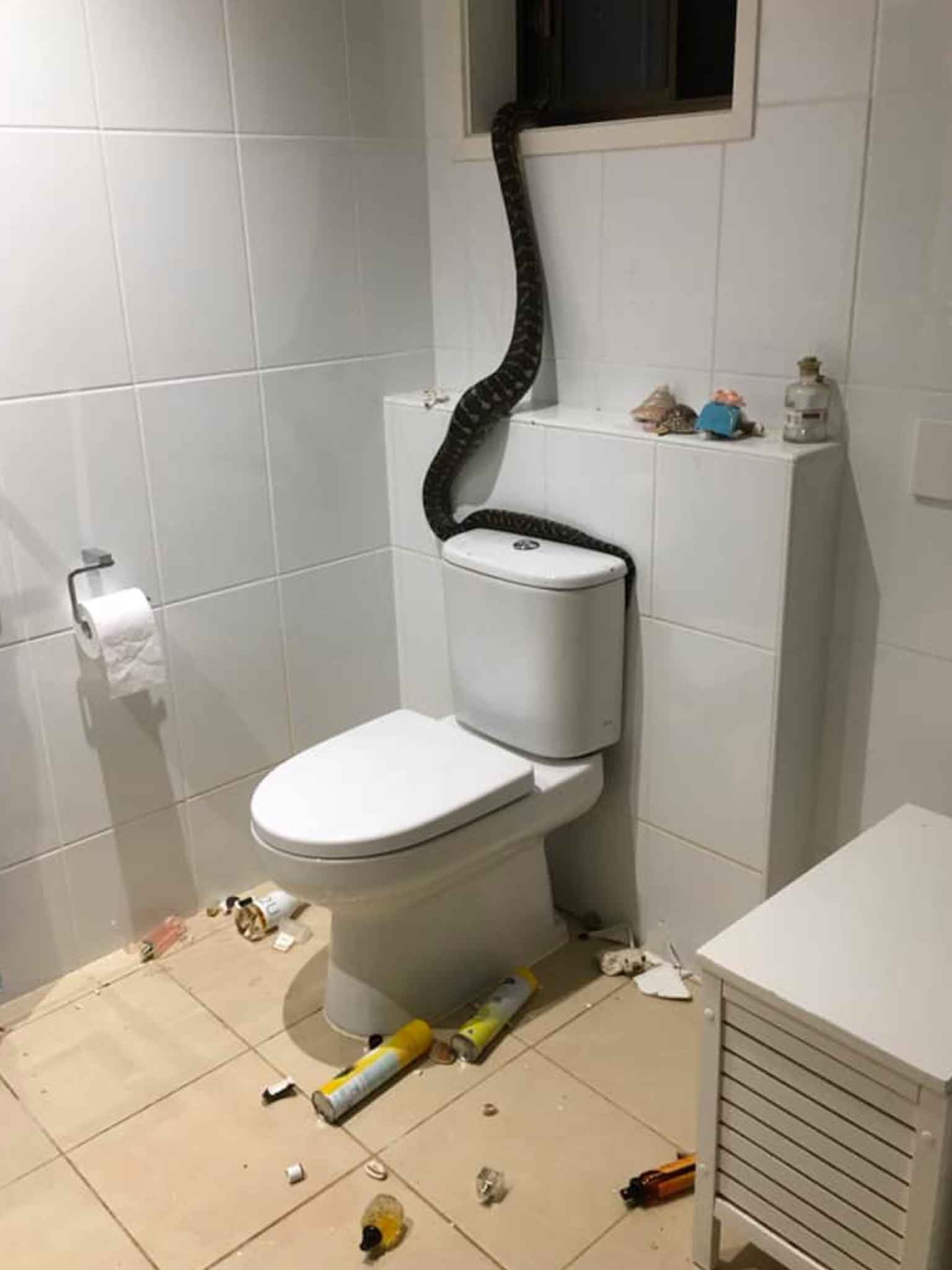 2,5 metrelik piton Avustralyalı ailenin banyosunu darmadağın etti