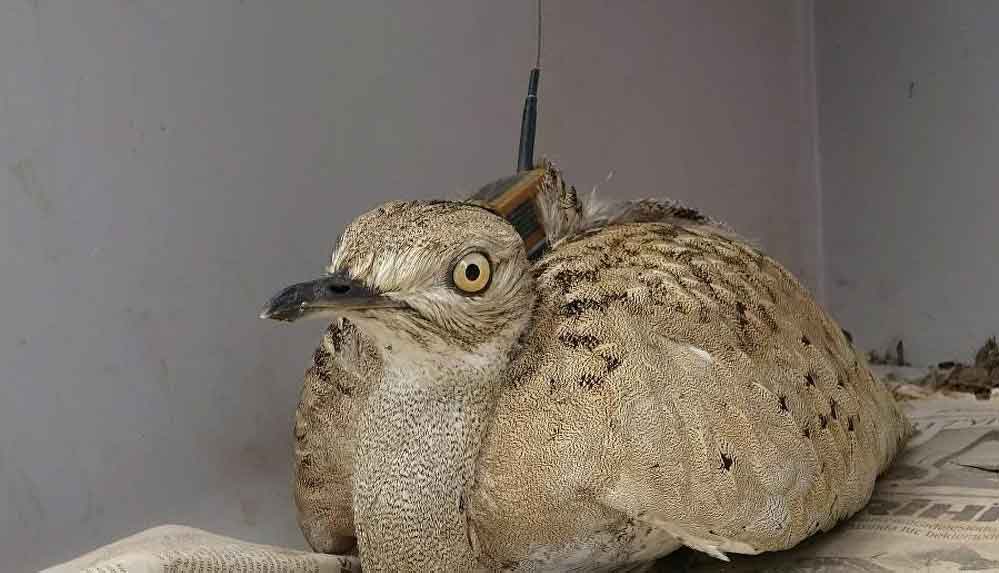 7 yıl sonra Trabzon'da görülen yakalı toy kuşu, Yozgat'ta avcılar tarafından öldürüldü