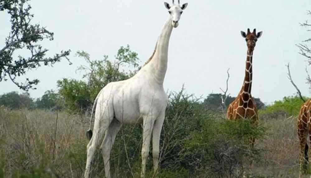 Ailesi-Martta-oldurulen-dunyanin-bilinen-tek-beyaz-zurafasi-korumaya-alindi