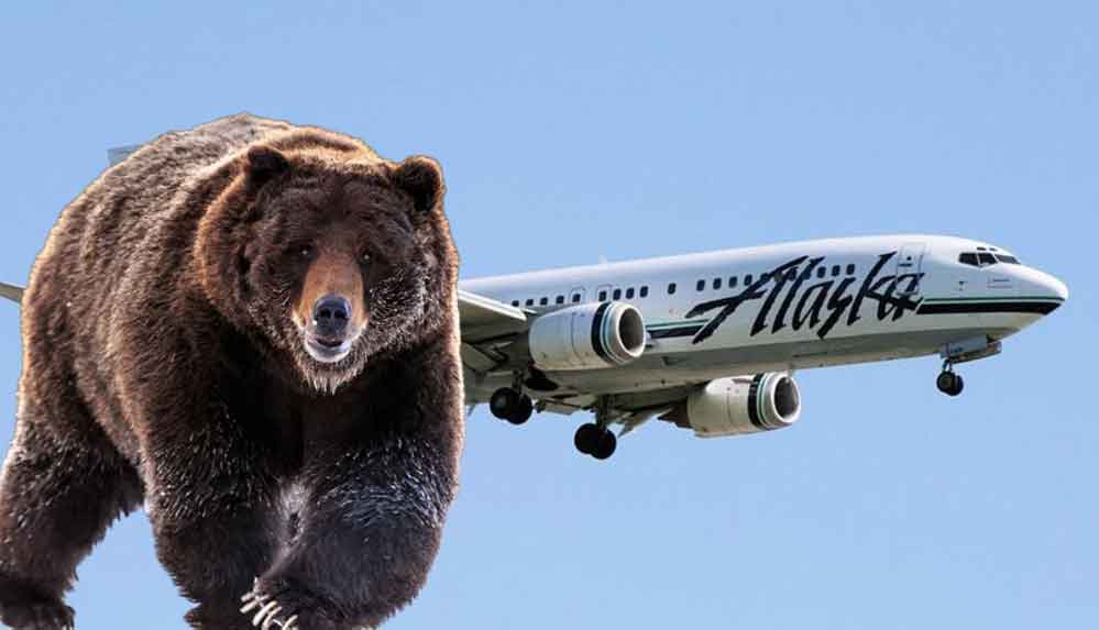Alaska’da uçak, boz ayıya çarptı