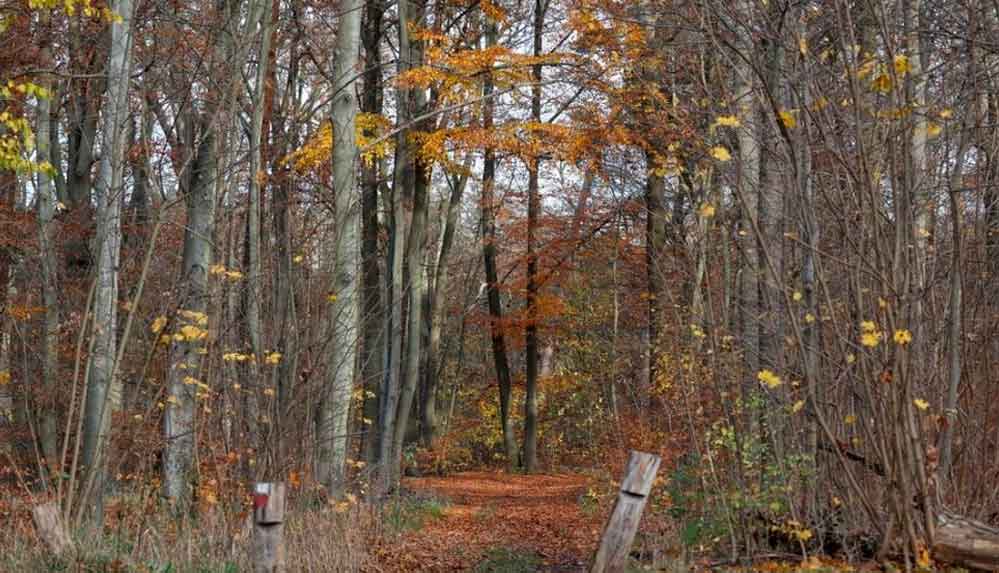 Almanya'da bir kişi yamyamlık şüphesiyle tutuklandı