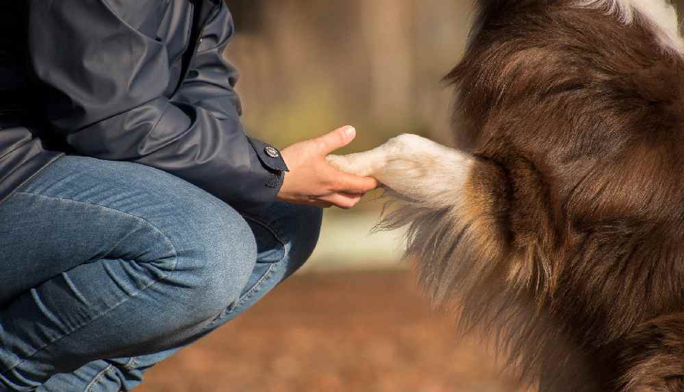 Araştırma: Köpek beslemek koronavirüs riskini arttırıyor
