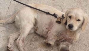 Bu-nasıl-Vicdansızlık!-Samsun’da-iki-bacağı-kesilmiş-yavru-köpek-bulundu