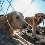 CHP'den TBMM Başkanı Şentop'a 'hayvan hakları' çağrısı_ AKP bu yasayı getirmiyor, bari siz elinizi taşın altına koyun