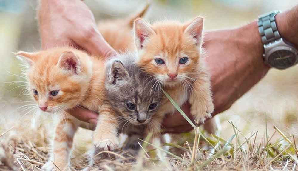 Danimarka'da-bir-skandal-karar-daha!-Covid-19-bulaştığı-tespit-edilen-kediler,-devlet-tarafından-öldürüldü
