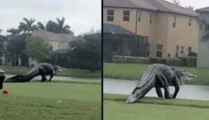 Devasa timsah Florida'daki golf sahasına görüldü