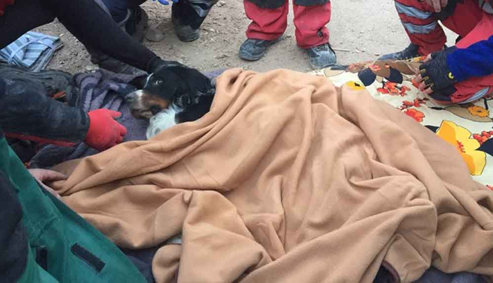 Enkazdan çıkarılan Gizem İleri’nin köpeği Ares 65 saat sonra kurtarıldı