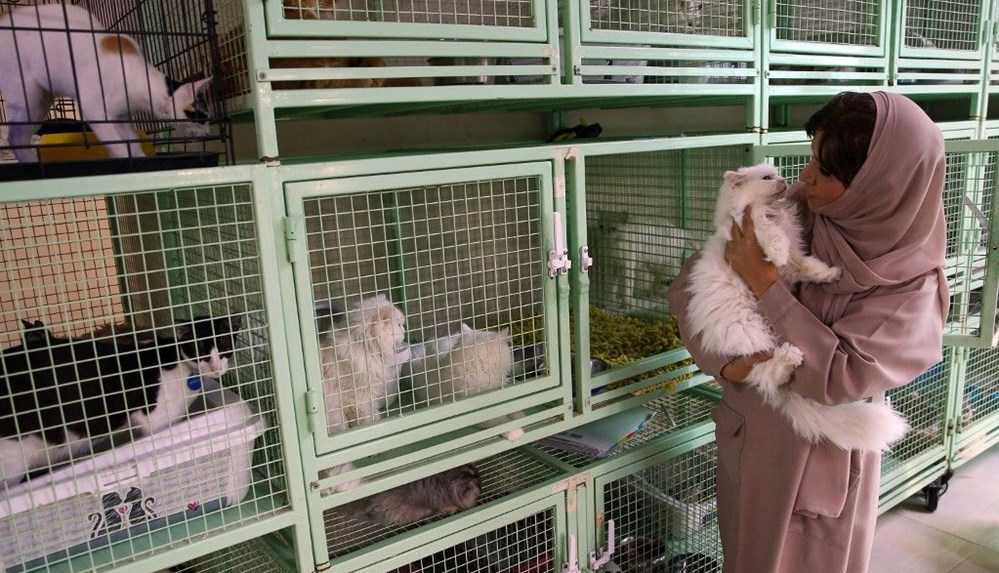 Evinde 480 kedi ve 12 köpek besliyor