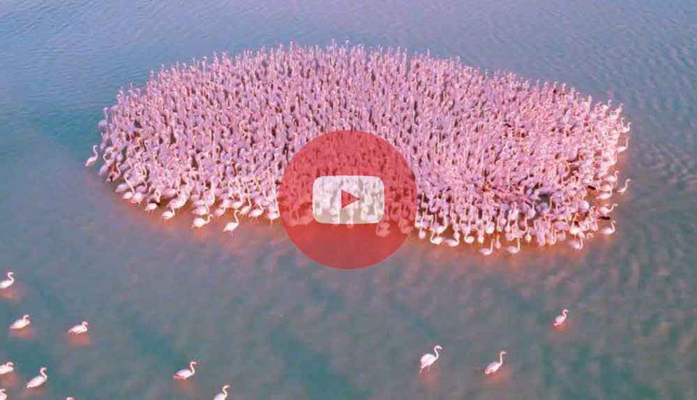 Flamingoların göç yolu Kazakistan’da verdiği moladan eşsiz güzellikte görüntüler