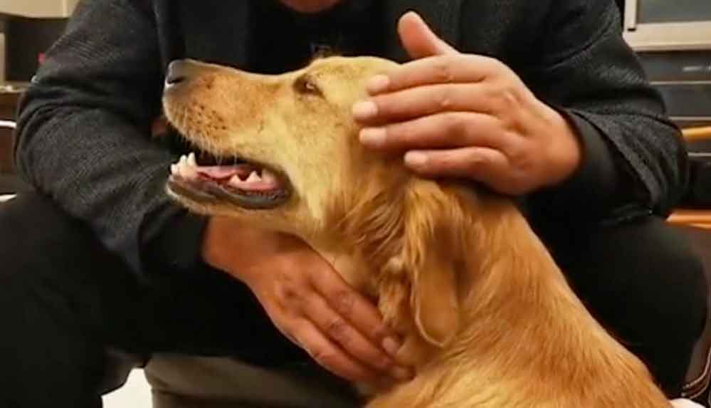 Golden Retriever cinsi köpek 100 kilometre yürüyerek evine döndü