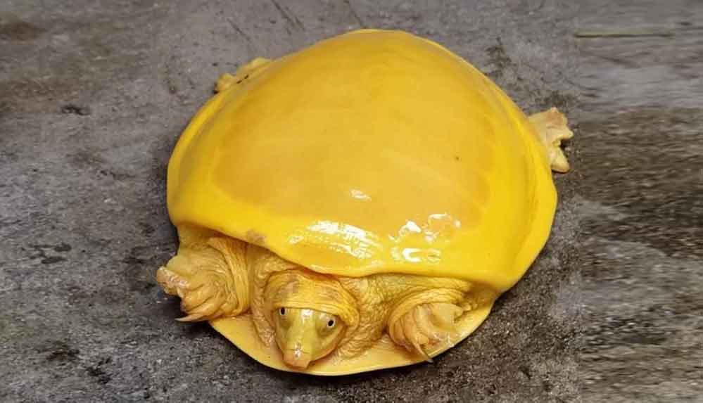Hindistan'da keşfedilen sarı renkli kaplumbağa sosyal medyada viral oldu