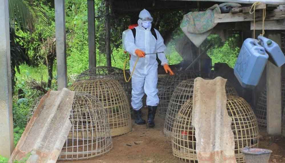 İngiltere'den korkutan açıklama: H5N8 salgını tespit edildi