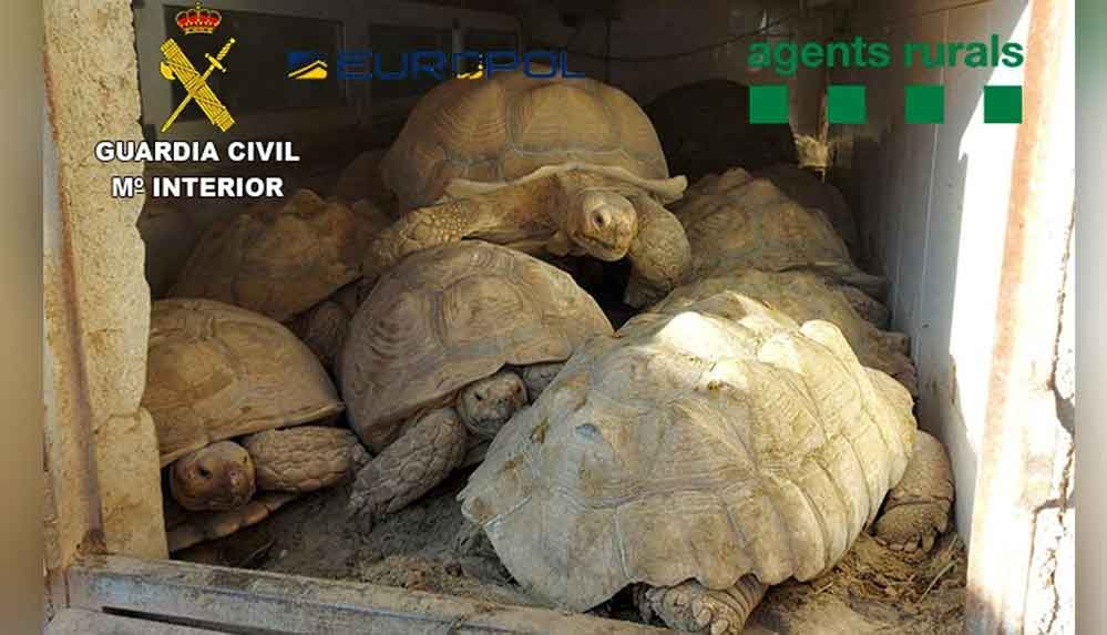 İspanyol polisi, kaplumbağa kaçakçılığı çetesini yakaladı