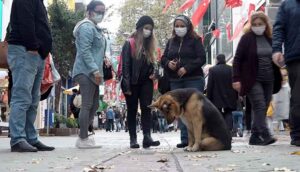 İzmit'te-mazgalı-izleyen-köpek-itfaiyeyi-harekete-geçirdi-1