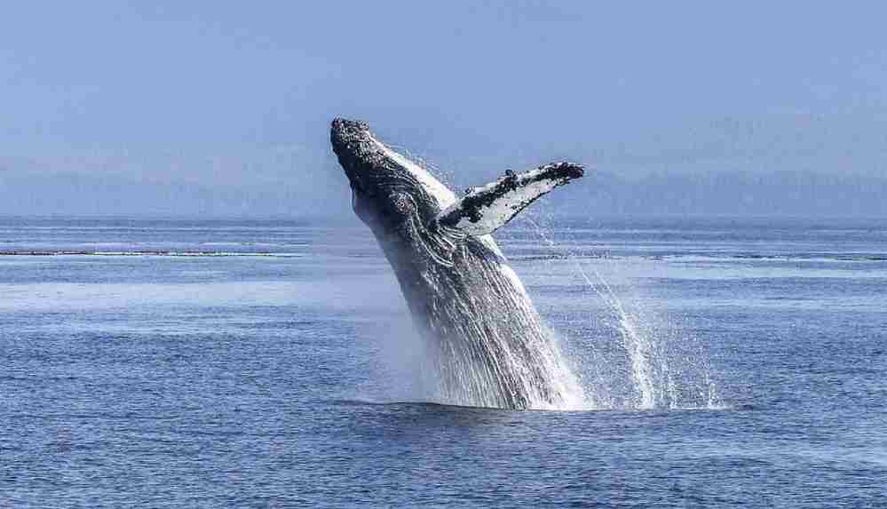 Kambur balina az kalsın kanocu iki kadını yutuyordu