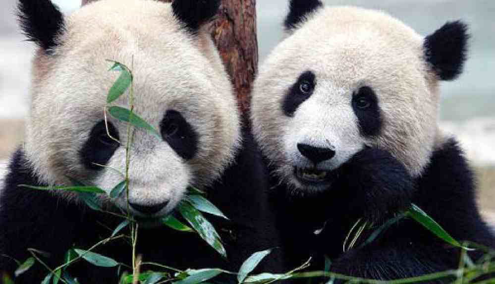 Kanada’daki iki panda ‘bambu kıtlığı’ nedeniyle Çin’e döndü