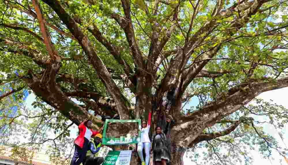 Kenya başkanı asırlık ağacı yol yapımı için kesilmekten kurtardı