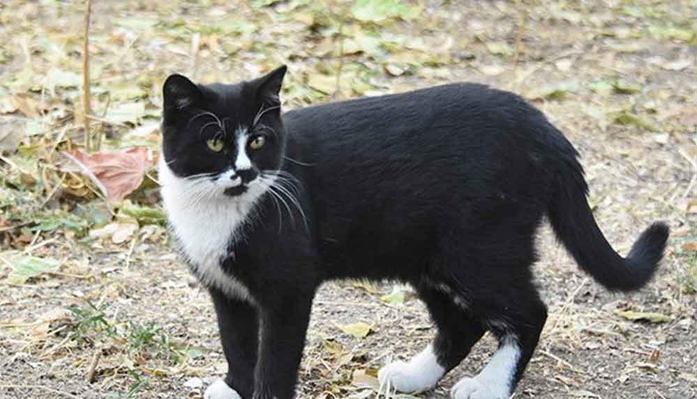 Konya'da kedileri zehirleyerek öldürdüler